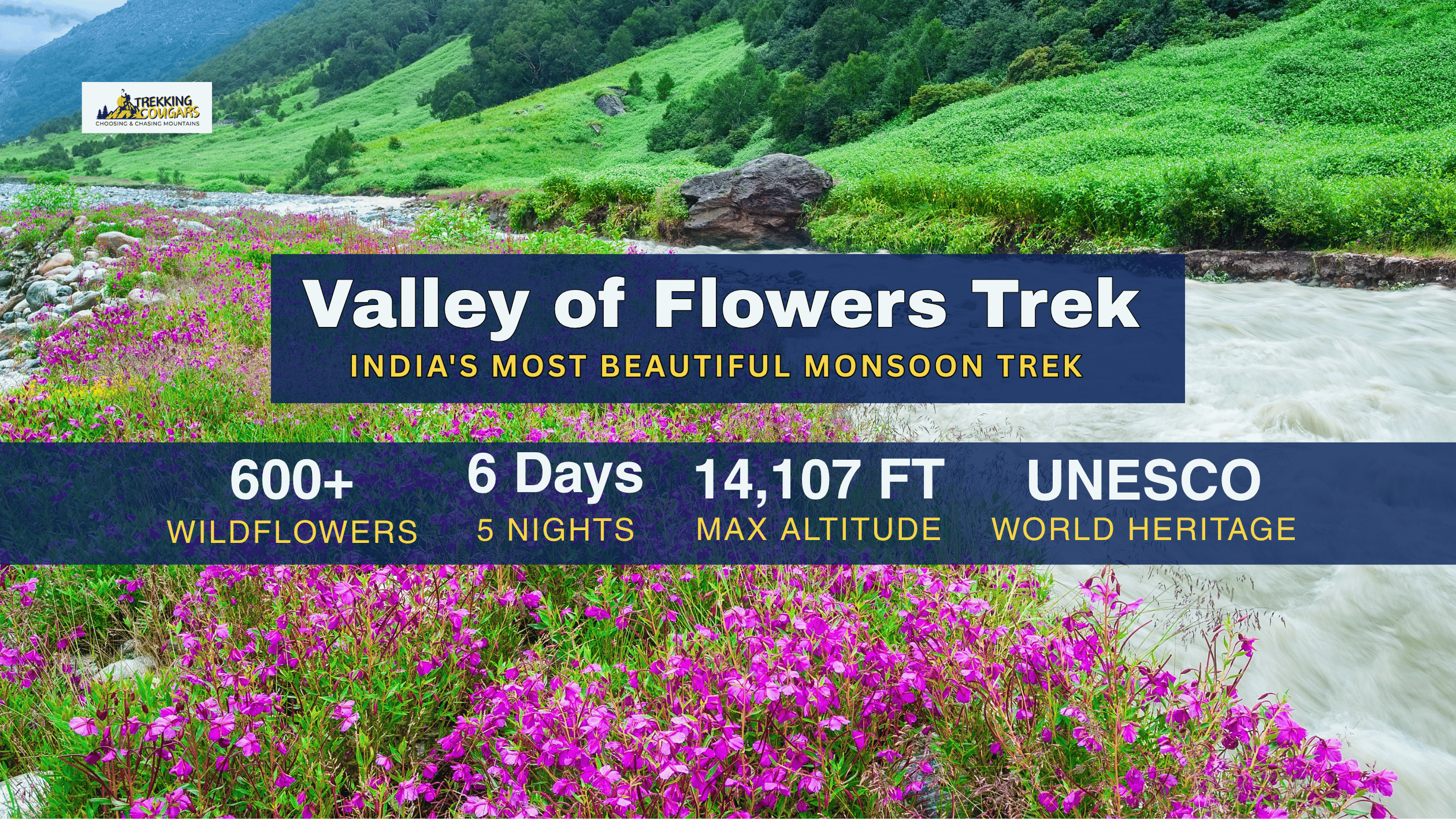 Panoramic view of vibrant pink and blue blooms on the Valley of Flowers Trek in Uttarakhand