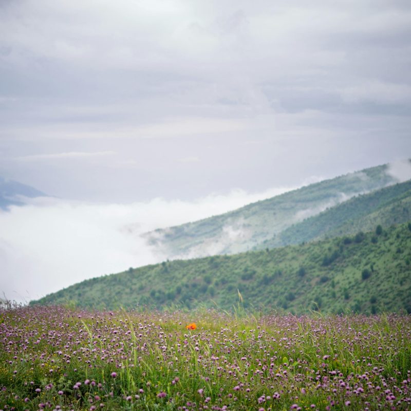 Valley of Flowers trek 2026 — wildflowers in bloom, Chamoli district Uttarakhand