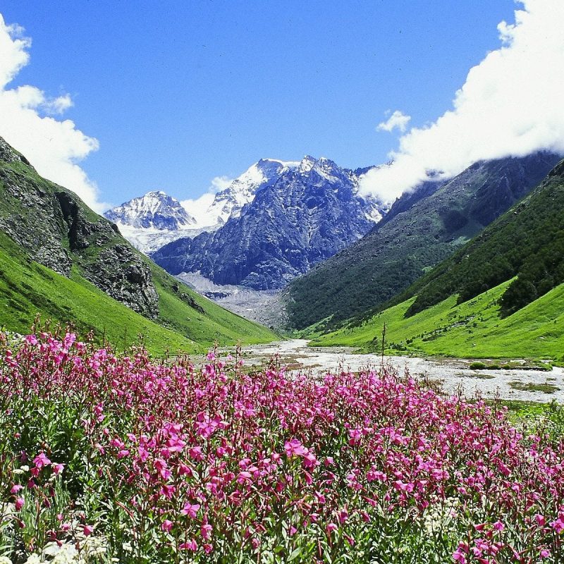 Valley of Flowers trek 2026 — wildflowers in bloom, Chamoli district Uttarakhand