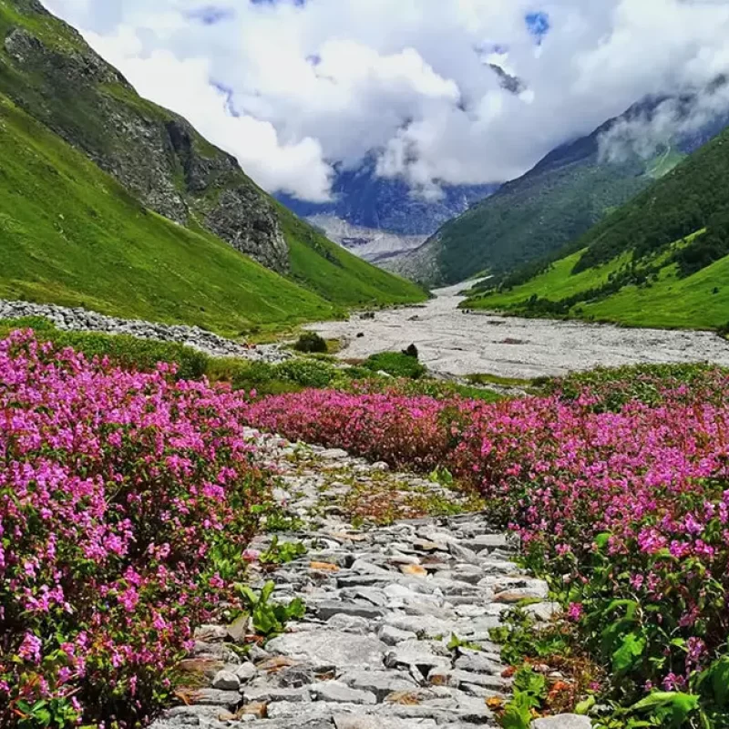 Valley of Flowers trek 2026 — wildflowers in bloom, Chamoli district Uttarakhand